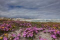 Flowers on the dunes