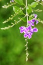 The flowers of Duranta erecta