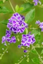 The flowers of Duranta erecta