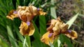 The flowers of dwarf bearded iris Glint against a blurred background of the garden.