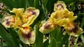 The flowers of dwarf bearded light yellow irises