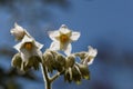 Flowers of a dwarf tamarillo, Solanum abutiloides Royalty Free Stock Photo