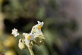 Flowers of a dwarf tamarillo, Solanum abutiloides Royalty Free Stock Photo