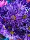 Flowers Dyed Purple, Vibrant Bouquet of Violet Colored Flowers Royalty Free Stock Photo