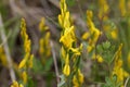 Flowers of a dyer broom Genista tinctoria Royalty Free Stock Photo