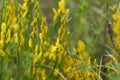 Flowers of a dyer broom Genista tinctoria