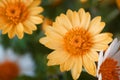 Flowers of dyer chamomile in the autumn. Anthemis tinctoria