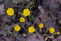 Flowers in early spring blooming coltsfoot tussilago farfara close-up with bokeh background selective focus, shallow DOF Royalty Free Stock Photo