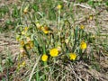 Flowers in early spring blooming coltsfoot tussilago farfara close-up with bokeh background selective focus, shallow DOF Royalty Free Stock Photo