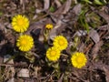 Flowers in early spring, blooming coltsfoot, tussilago farfara, close-up, selective focus, shallow DOF Royalty Free Stock Photo