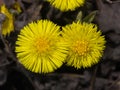 Flowers in early spring blooming coltsfoot tussilago farfara, close-up, selective focus, shallow DOF Royalty Free Stock Photo