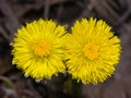 Flowers in early spring blooming coltsfoot tussilago farfara, close-up, selective focus, shallow DOF Royalty Free Stock Photo