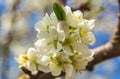 Flowers in early spring on a plums branch in the garden