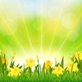 Flowers Easter Background Royalty Free Stock Photo