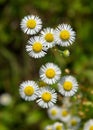 Flowers of eastern daisy fleabane