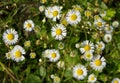 Flowers of eastern daisy fleabane