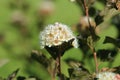 The flowers of Eastern ninebark with purple leaves Royalty Free Stock Photo