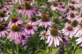 Flowers of the Echinacea or coneflower. Royalty Free Stock Photo