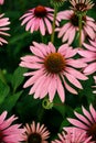 Flowers of Echinacea purpurea close-up in the summer garden. nutritional supplement for immune support, selective focus, soft