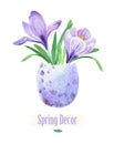 Flowers in an eggshell. Spring crocus. Royalty Free Stock Photo