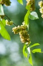 Flowers of Elms, Karagach. Elm Tree, fruits Royalty Free Stock Photo