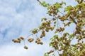 Flowers of Elms, Karagach. Elm Tree, fruits Royalty Free Stock Photo