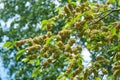 Flowers of Elms, Karagach. Elm Tree, fruits Royalty Free Stock Photo