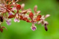 Flowers of Encyclia guatemalensis Royalty Free Stock Photo