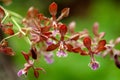 Flowers of Encyclia guatemalensis Royalty Free Stock Photo