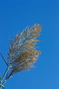 Flowers at the end of an Arundo donax Royalty Free Stock Photo