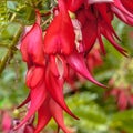 Flowers of Endangered Kakabeak Royalty Free Stock Photo