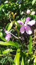 flowers of an endengered orchid species (Vanda corulea) in Northeastern Himalayan region of Manipur India