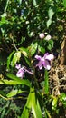 flowers of an endengered orchid species (Vanda corulea) in Northeastern Himalayan region of Manipur India