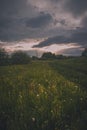 Flowers in Endless Green Field on a Background Sunset Royalty Free Stock Photo