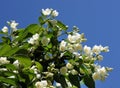 Flowers of an English dogwood