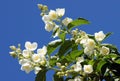 Flowers of an English dogwood