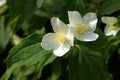 Flowers of an English dogwood