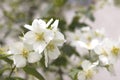 Flowers of an English dogwood or sweet mock-orange Philadelphus coronaries