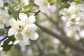 Flowers of an English dogwood or sweet mock-orange Philadelphus coronaries