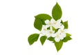 Flowers of an English dogwood or sweet mock-orange Philadelphus coronaries