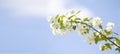 Flowers of an English dogwood or sweet mock-orange Philadelphus coronaries