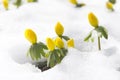 winter aconite, flowers Eranthis hyemalis Royalty Free Stock Photo