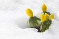 Winter aconite, flowers Eranthis hyemalis