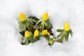 Winter aconite, flowers Eranthis hyemalis Royalty Free Stock Photo