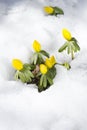 Winter aconite, flowers Eranthis hyemalis