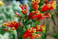 Flowers of Erica densifolia, Garden flower, South Africa Royalty Free Stock Photo
