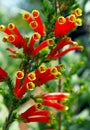 Flowers of Erica densifolia, Garden flower, South Africa Royalty Free Stock Photo