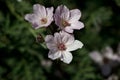 Flowers of an Erodium absinthoides Royalty Free Stock Photo
