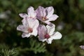 Flowers of an Erodium absinthoides Royalty Free Stock Photo