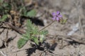 Erodium laciniatum